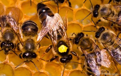 Mătci împerecheate natural Apis Mellifera Carpatica